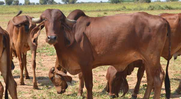Hafiz Naeem assures dairy farmers help amid lumpy disease