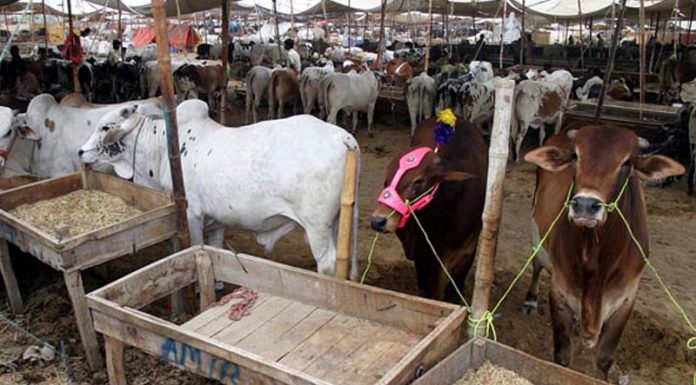 Commissioner orders action to control animal disease at Karachi cattle farms