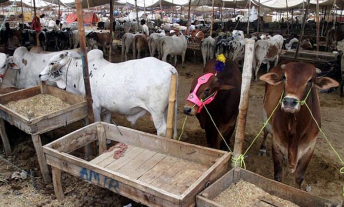 Commissioner orders action to control animal disease at Karachi cattle farms