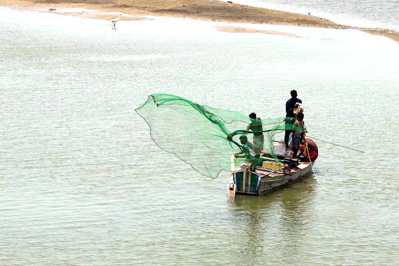 حیدرآباد: ماہی گیر دریا سندھ میں مچھلی کا شکار کرنے کے لیے جال پانی میں پھینک رہے ہیں