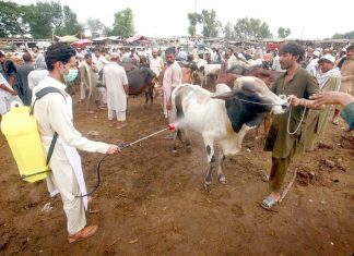 پشاور،قربانی کے جانوروں کو بیماریوں سے بچانے کیلیے محکمہ ہیلتھ کا رضا کار منڈی میں اسپرے کررہا ہے