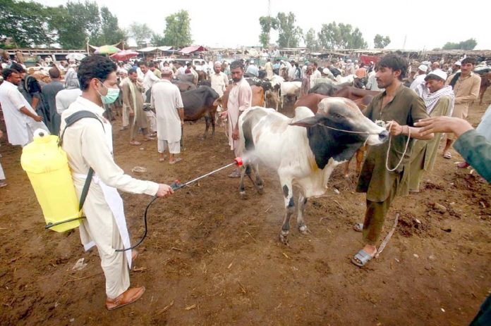 پشاور،قربانی کے جانوروں کو بیماریوں سے بچانے کیلیے محکمہ ہیلتھ کا رضا کار منڈی میں اسپرے کررہا ہے
