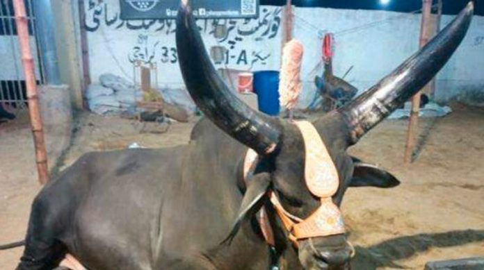 ٹھٹھہ سے سہراب گوٹھ میں لائے گئے چاند بیل کا خوبصورت انداز