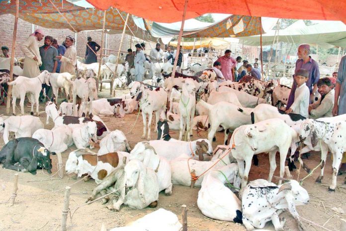 ملتان : عیدالاضحی کے موقع پر مویشی منڈی میں لوگ جانور کی خریداری کررہے ہیں