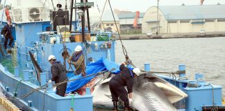 جاپان: برسوں بعد شکار کی گئی پہلی وہیل مچھلی بندرگاہ پر اتاری جارہی ہے