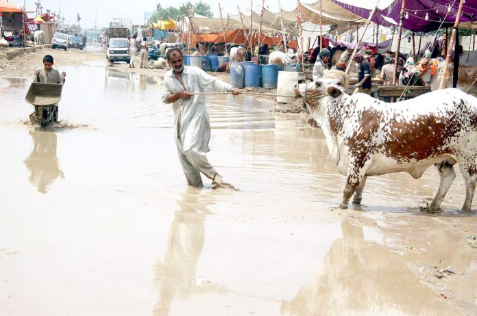 مویشی منڈی کے کچھ بلاکس میں بارش کے بعد سے پانی جمع ہونے سے بیوپاریوں کو مشکلات کا سامنا ہے