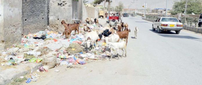 کوئٹہ ،بی ایم سی اسپتال کے قریب بکریاں کچرے کے ڈھیر سے خوراک حاصل کررہی ہیں
