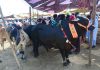 حیدرآباد کی مویشی منڈی میں فروخت کے لیے لائے گئے قربانی کے خوبصورت جانور