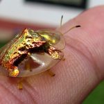 Golden-Tortoise-Beetle-Blogs-scientificamerican-com