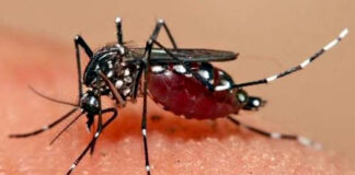 مچھروں کی بہتات سے شہری ملیریا میں مبتلا 