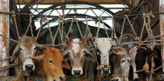  بلوچستان حکومت نے مال مویشیوں کی بین الصوبائی نقل و حرکت پر پابندی لگا دی 