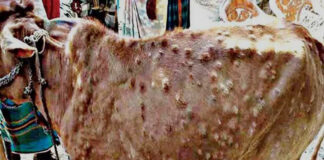 لمپی وائرس کا پھیلاؤ: گائے کا دودھ، گوشت استعمال نہ کیا جائے، ماہرین