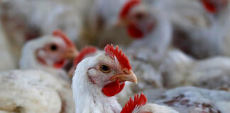 کراچی :مرغیوں میں انسانی صحت کیلئے مضر’’فزولا‘‘وائر س پھیلنے لگا