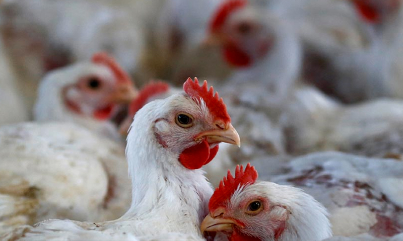 کراچی :مرغیوں میں انسانی صحت کیلئے مضر’’فزولا‘‘وائر س پھیلنے لگا