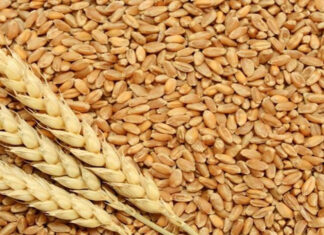 distribution of wheat
