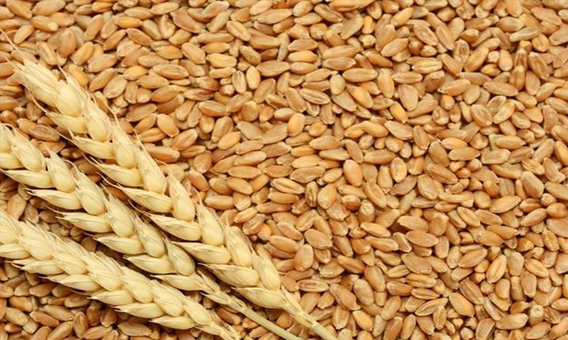 distribution of wheat