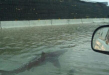 امریکی ریاست فلوریڈا کی سڑکوں پر گاڑیوں کے بجائے مچھلیاں تیرنے لگیں