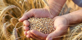 بھارت: گندم کی ریکارڈ فصل متوقع،برآمدات پر پابندی کے خاتمے کاامکان