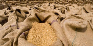 کابینہ اجلاس میں سندھ کے لیے 3 لاکھ ٹن گندم خریدنے کی منظوری
