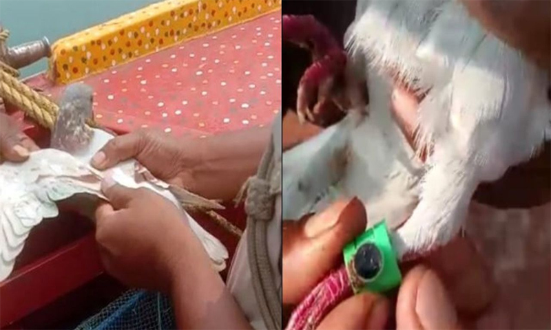 کیمرے اور الیکٹرانک چپ سے لیس کبوتر بھارت کو پریشان کرنے لگا