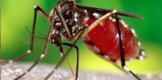 ڈینگی ' ملیریا'متعددی امراض سے بچائو'محکمہ صحت کے بروقت اقدامات