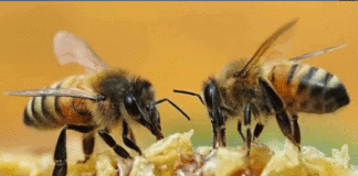 شہد کی مکھیوں کا عالمی دن کل منایا جائے گا