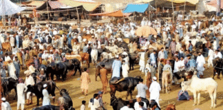 آئی جی سندھ: مویشی منڈی میں خریداروں اور بیوپاروں کیلئے سیکیورٹی یقینی بنانے کی ہدایت