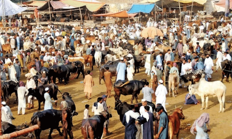 آئی جی سندھ: مویشی منڈی میں خریداروں اور بیوپاروں کیلئے سیکیورٹی یقینی بنانے کی ہدایت